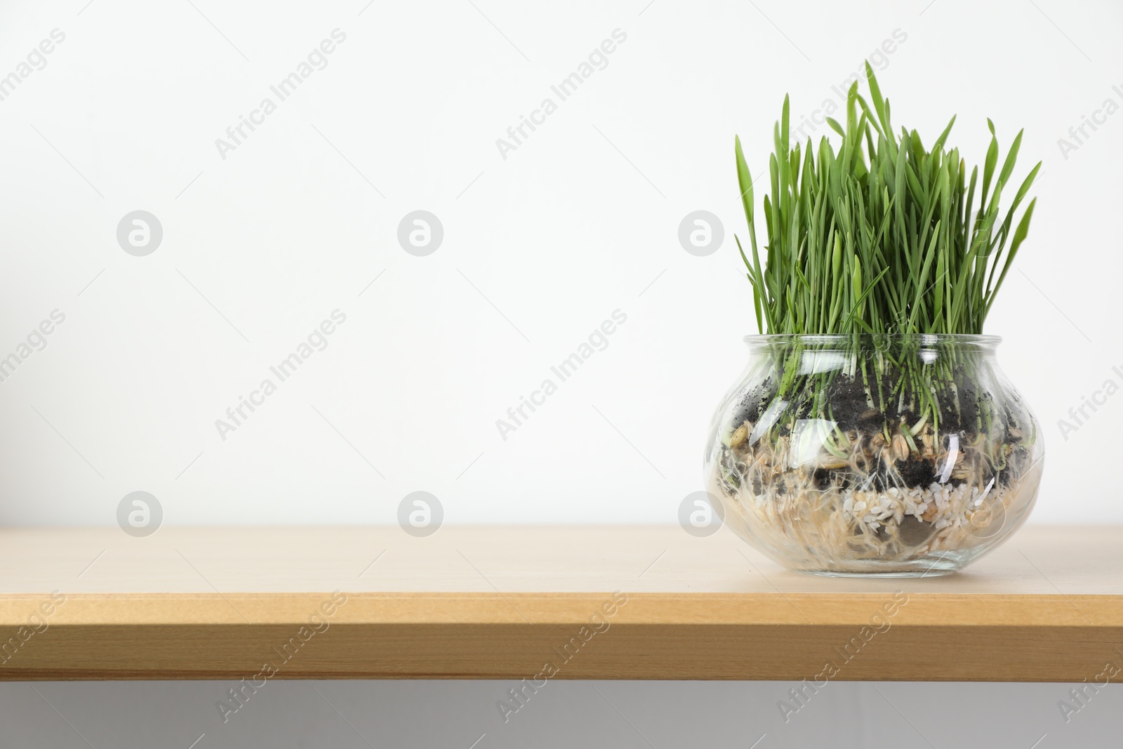 Wheat grass in transparent pot on wooden shelf near light wall. Space for text Photo of Wheat grass in transparent pot on wooden shelf near light wall. Space for text