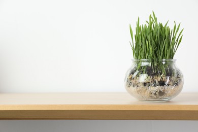 Photo of Wheat grass in transparent pot on wooden shelf near light wall. Space for text
