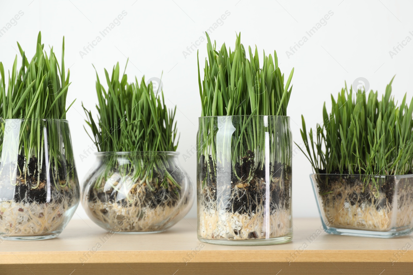 Wheat grass in transparent pots on wooden table near light wall, closeup Photo of Wheat grass in transparent pots on wooden table near light wall, closeup