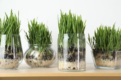 Photo of Wheat grass in transparent pots on wooden table near light wall, closeup