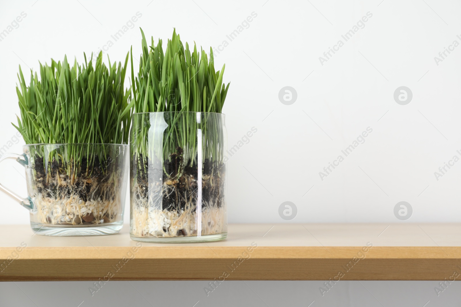 Wheat grass in transparent pots on wooden shelf near light wall. Space for text Photo of Wheat grass in transparent pots on wooden shelf near light wall. Space for text