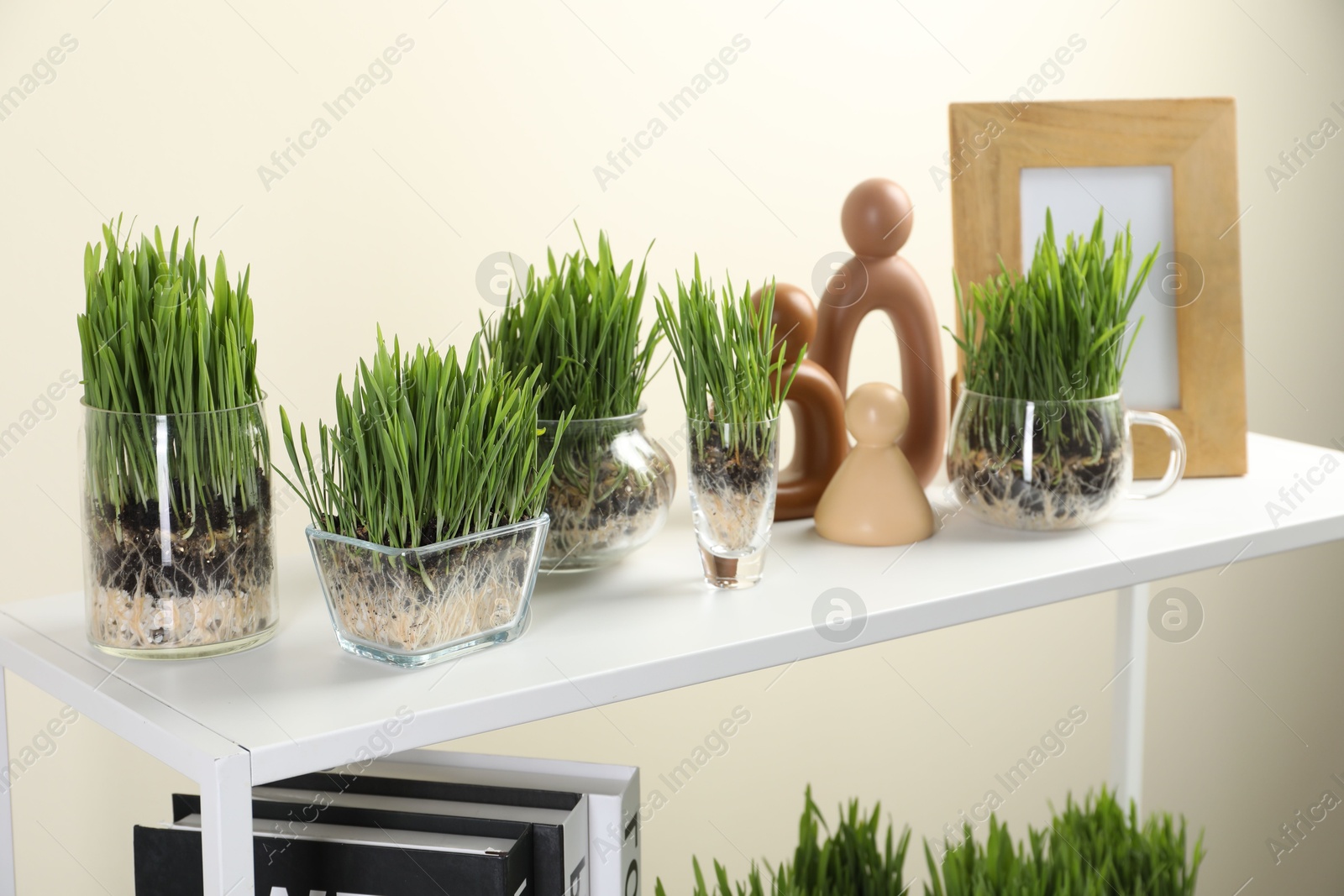 Wheat grass in transparent pots and decor on shelves near light wall Photo of Wheat grass in transparent pots and decor on shelves near light wall