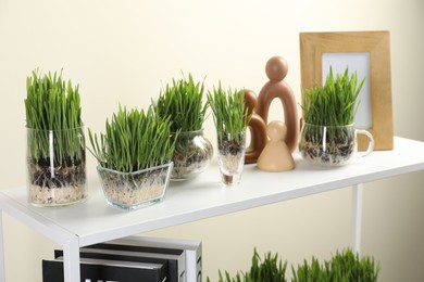 Photo of Wheat grass in transparent pots and decor on shelves near light wall