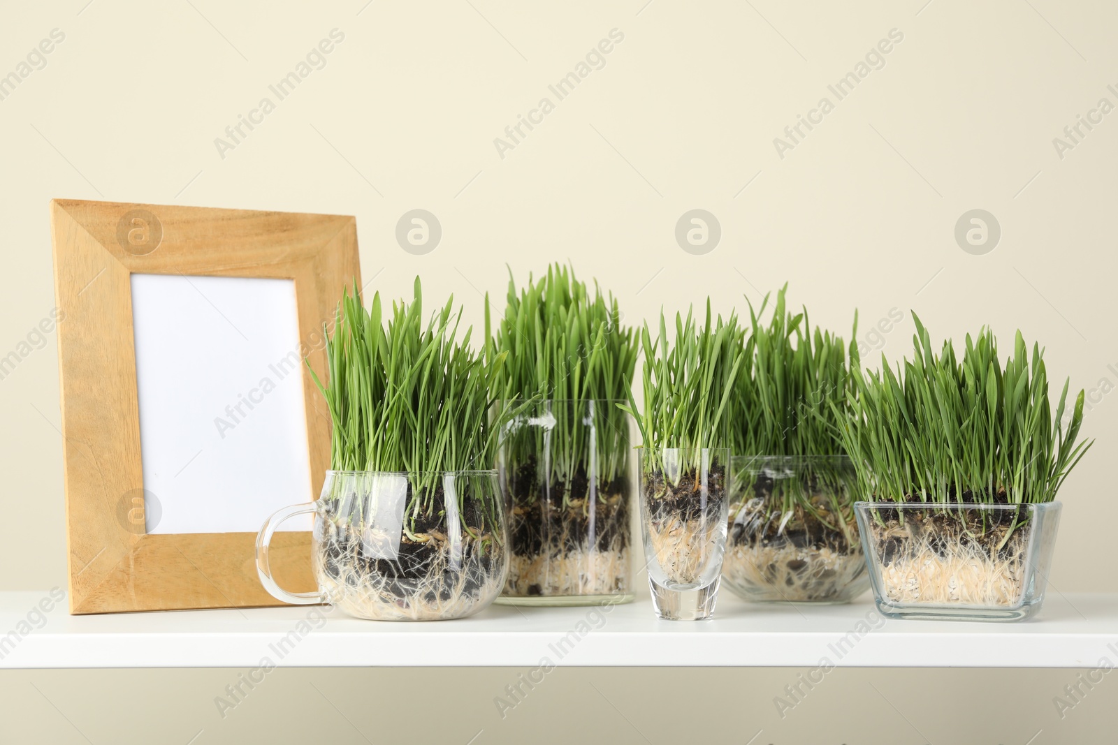 Wheat grass in transparent pots and decor on shelf near light wall Photo of Wheat grass in transparent pots and decor on shelf near light wall