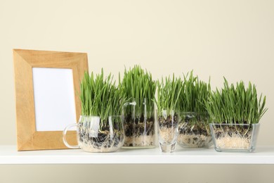 Photo of Wheat grass in transparent pots and decor on shelf near light wall