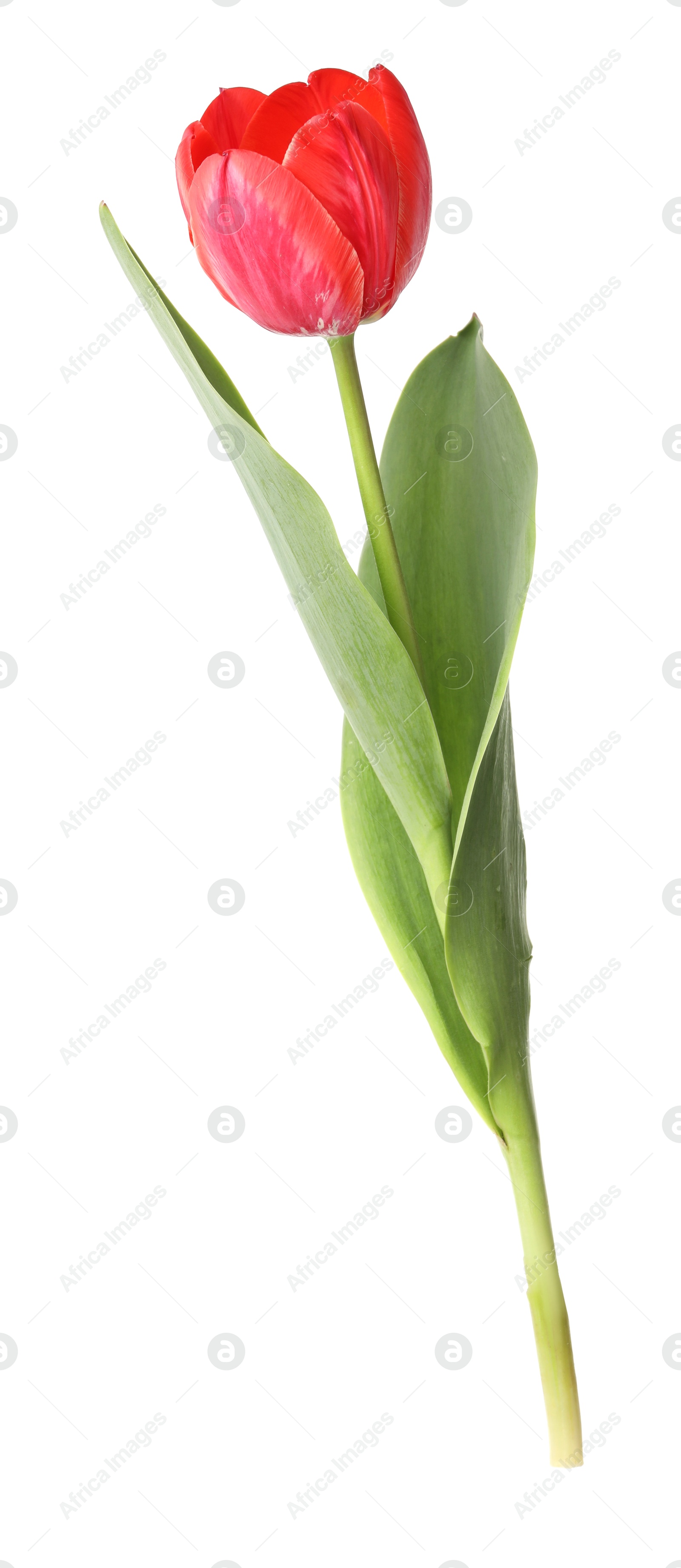 One beautiful pink tulip isolated on white Photo of One beautiful pink tulip isolated on white