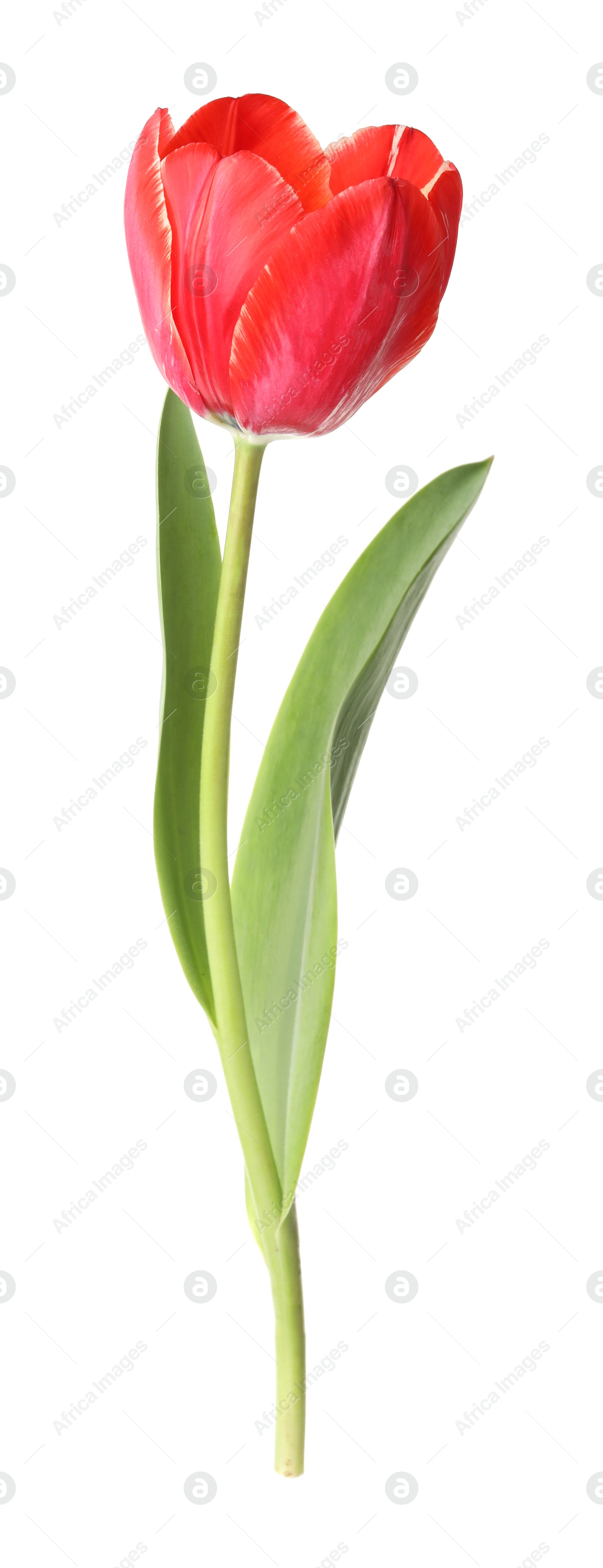 One beautiful pink tulip isolated on white Photo of One beautiful pink tulip isolated on white