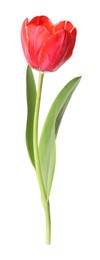 Photo of One beautiful pink tulip isolated on white