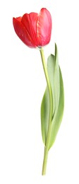 Photo of One beautiful pink tulip isolated on white