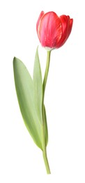 Photo of One beautiful pink tulip isolated on white