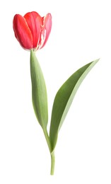 Photo of One beautiful pink tulip isolated on white