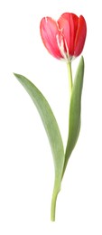 Photo of One beautiful pink tulip isolated on white