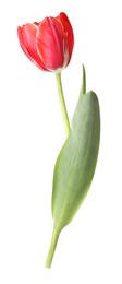 Photo of One beautiful pink tulip isolated on white
