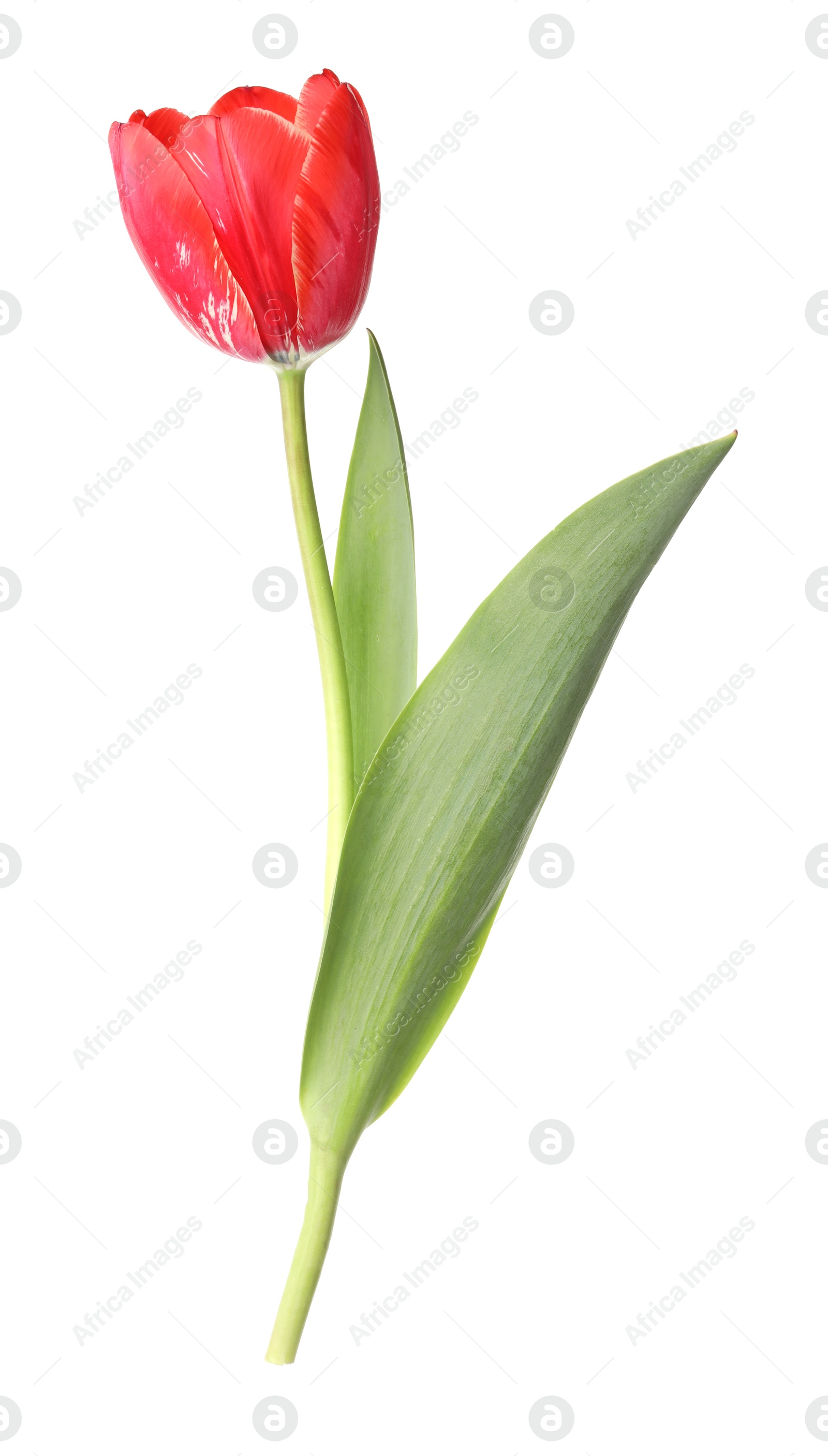 One beautiful pink tulip isolated on white Photo of One beautiful pink tulip isolated on white