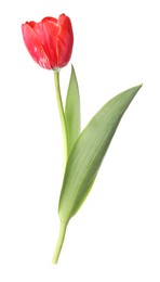Photo of One beautiful pink tulip isolated on white
