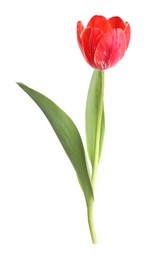 Photo of One beautiful pink tulip isolated on white