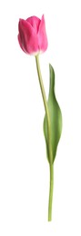 Photo of One beautiful pink tulip isolated on white