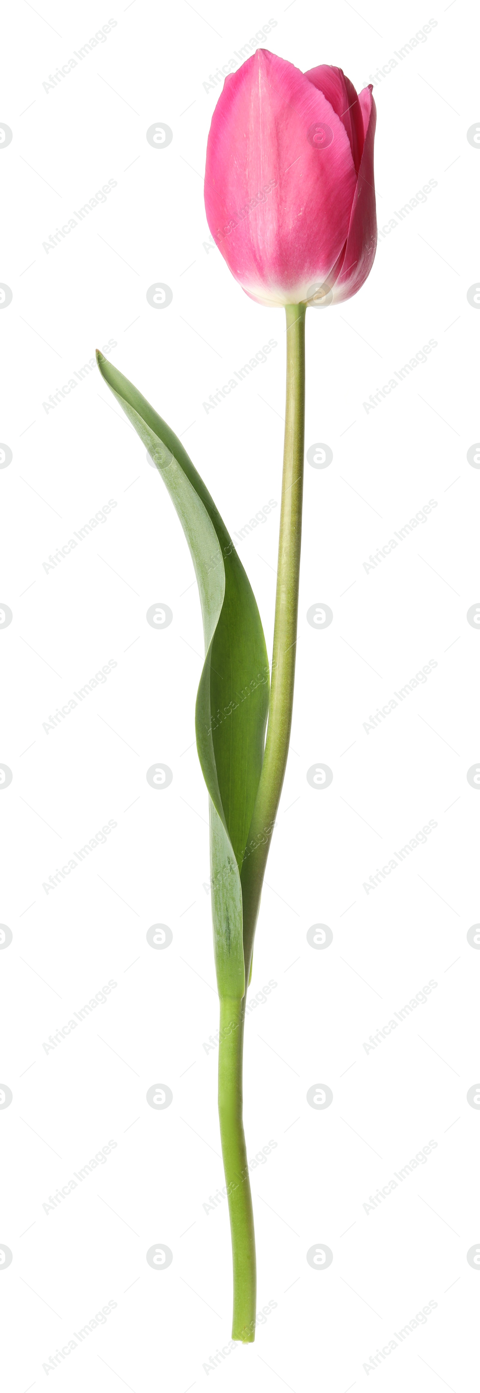 One beautiful pink tulip isolated on white Photo of One beautiful pink tulip isolated on white