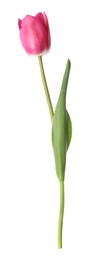 Photo of One beautiful pink tulip isolated on white