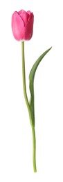 Photo of One beautiful pink tulip isolated on white