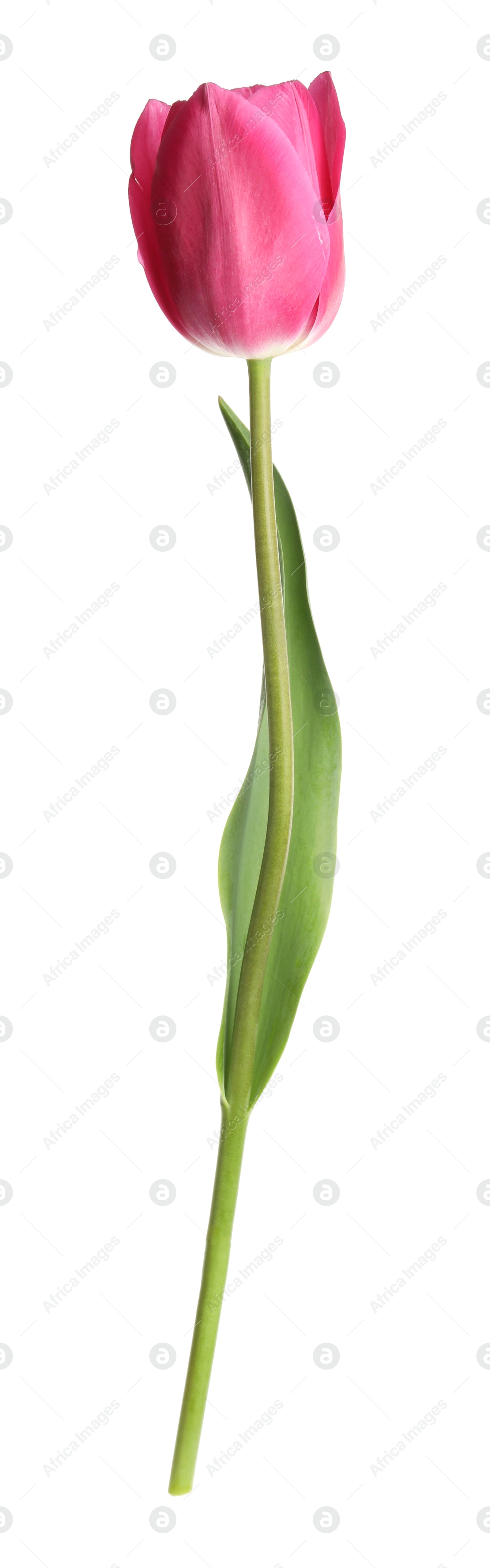 One beautiful pink tulip isolated on white Photo of One beautiful pink tulip isolated on white