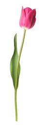 Photo of One beautiful pink tulip isolated on white