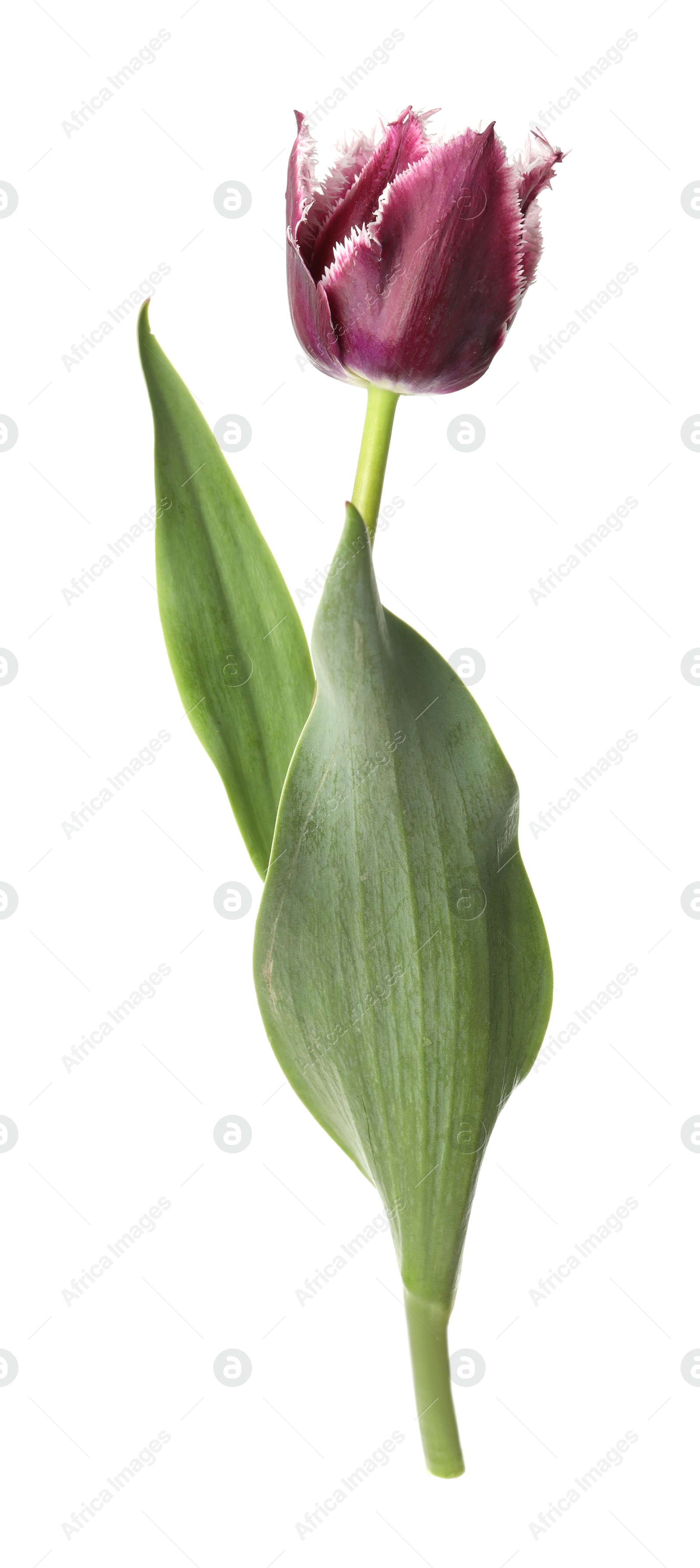 One beautiful color tulip isolated on white Photo of One beautiful color tulip isolated on white