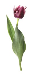 Photo of One beautiful color tulip isolated on white