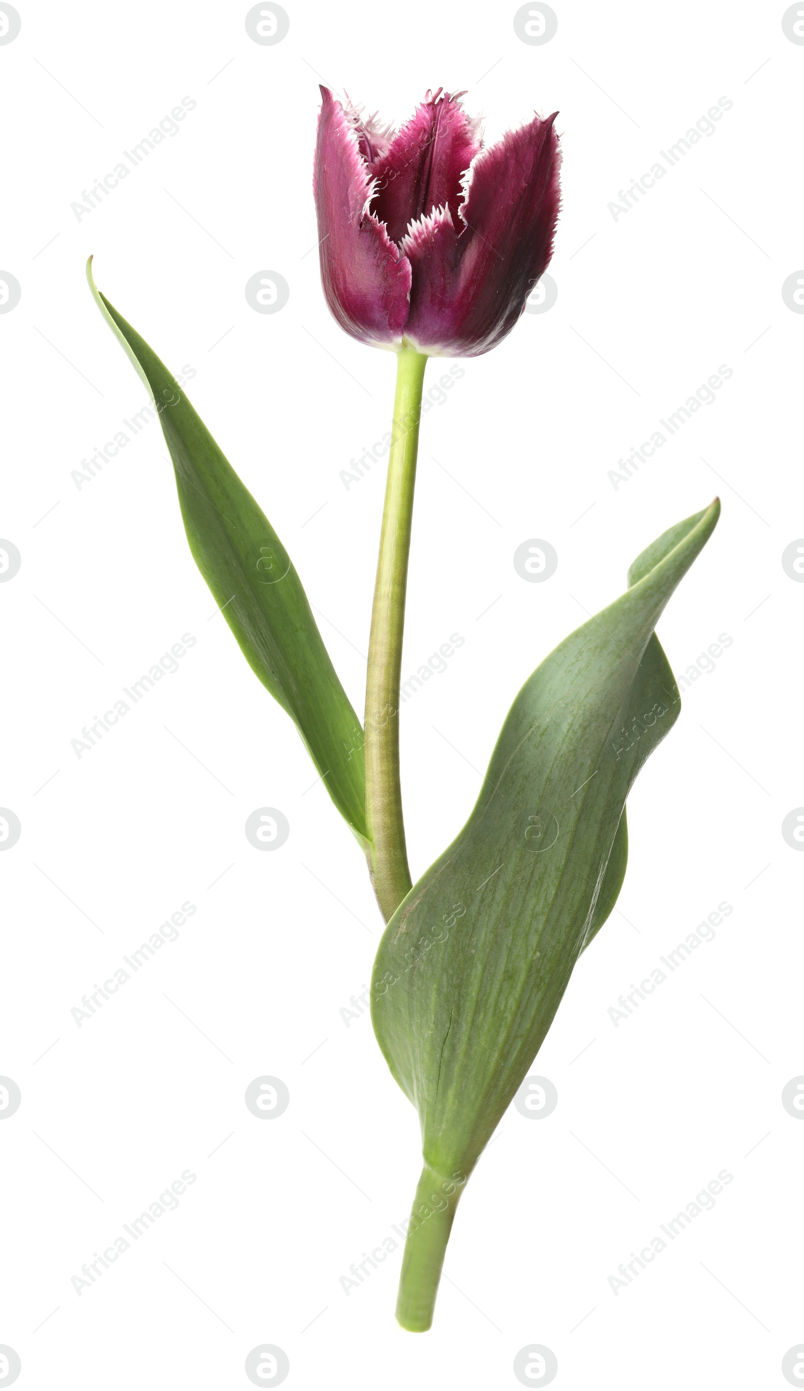 One beautiful color tulip isolated on white Photo of One beautiful color tulip isolated on white