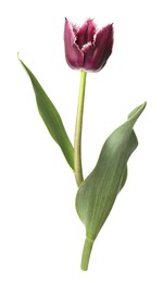Photo of One beautiful color tulip isolated on white
