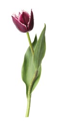 Photo of One beautiful color tulip isolated on white