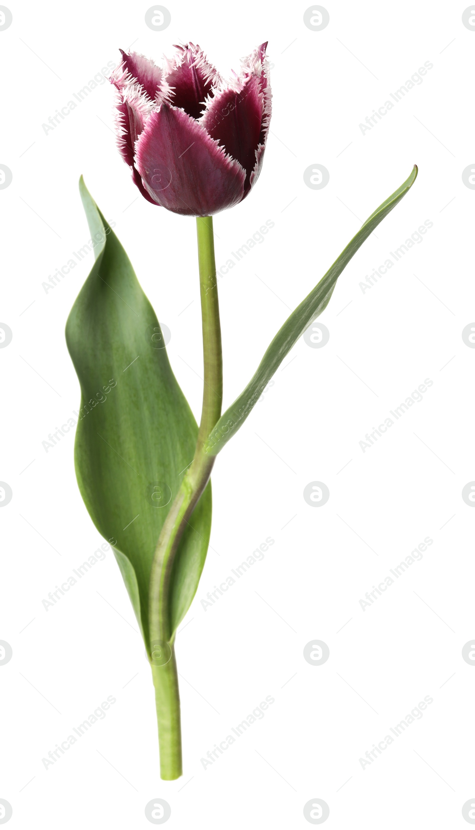 One beautiful color tulip isolated on white Photo of One beautiful color tulip isolated on white