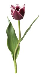 Photo of One beautiful color tulip isolated on white