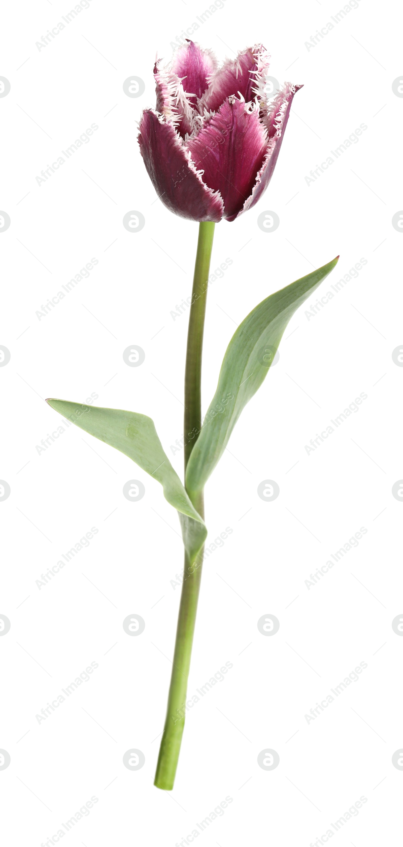 One beautiful color tulip isolated on white Photo of One beautiful color tulip isolated on white
