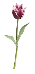 Photo of One beautiful color tulip isolated on white