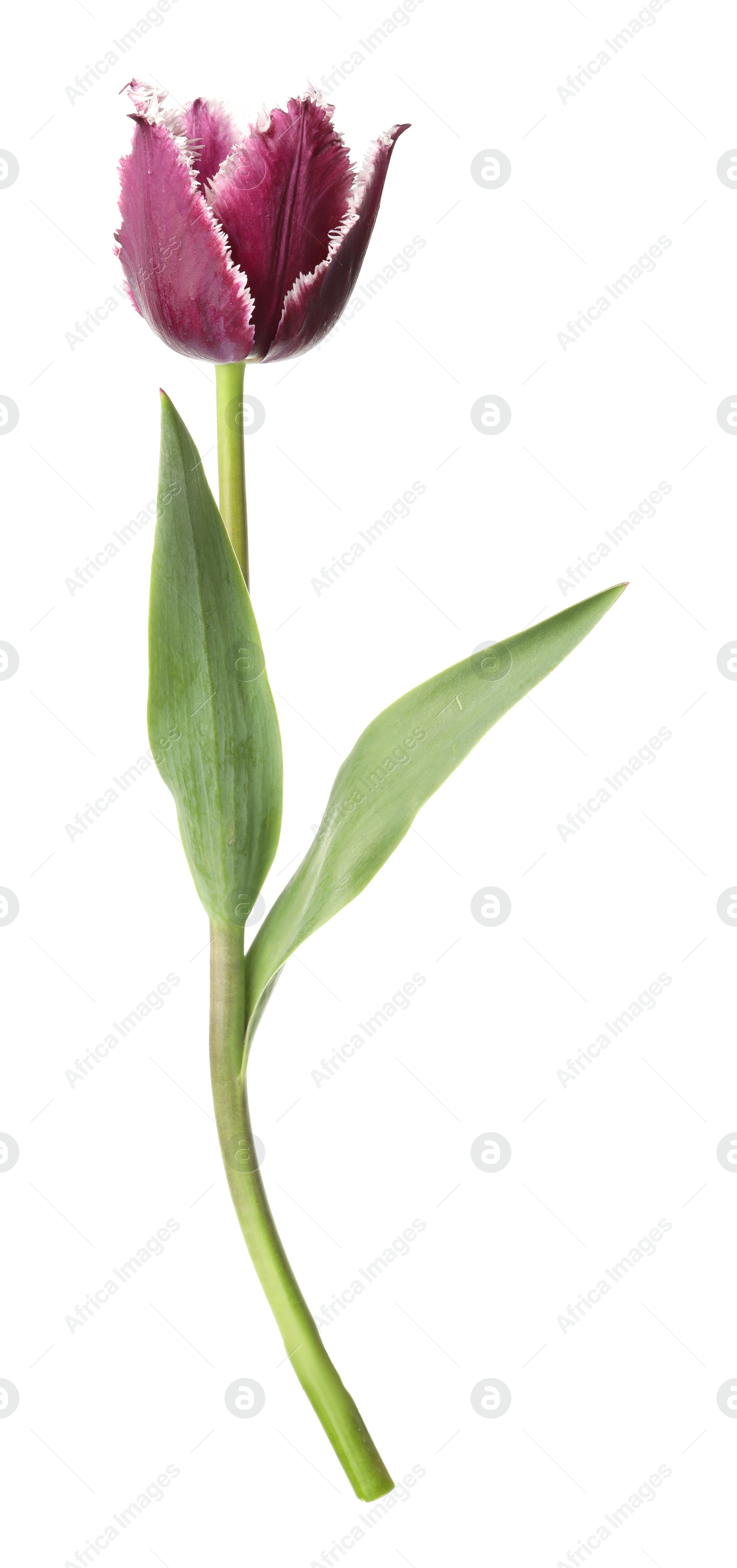 One beautiful color tulip isolated on white Photo of One beautiful color tulip isolated on white