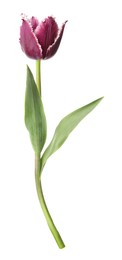 Photo of One beautiful color tulip isolated on white