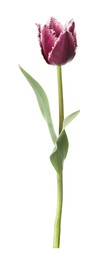 Photo of One beautiful color tulip isolated on white