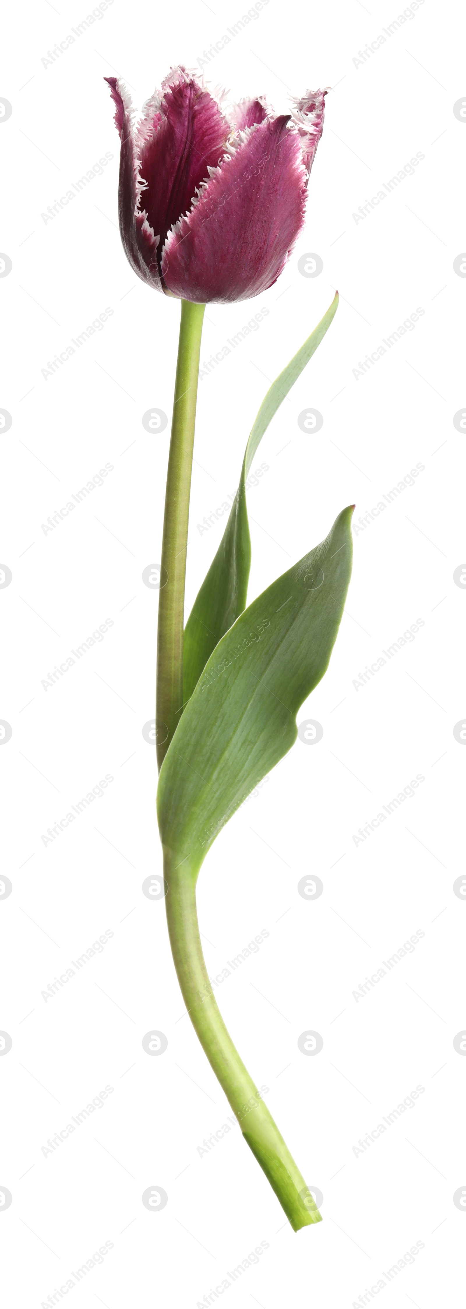 Photo of One beautiful color tulip isolated on white