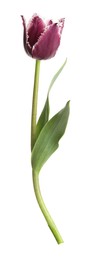 Photo of One beautiful color tulip isolated on white