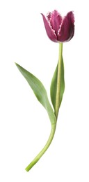 Photo of One beautiful color tulip isolated on white