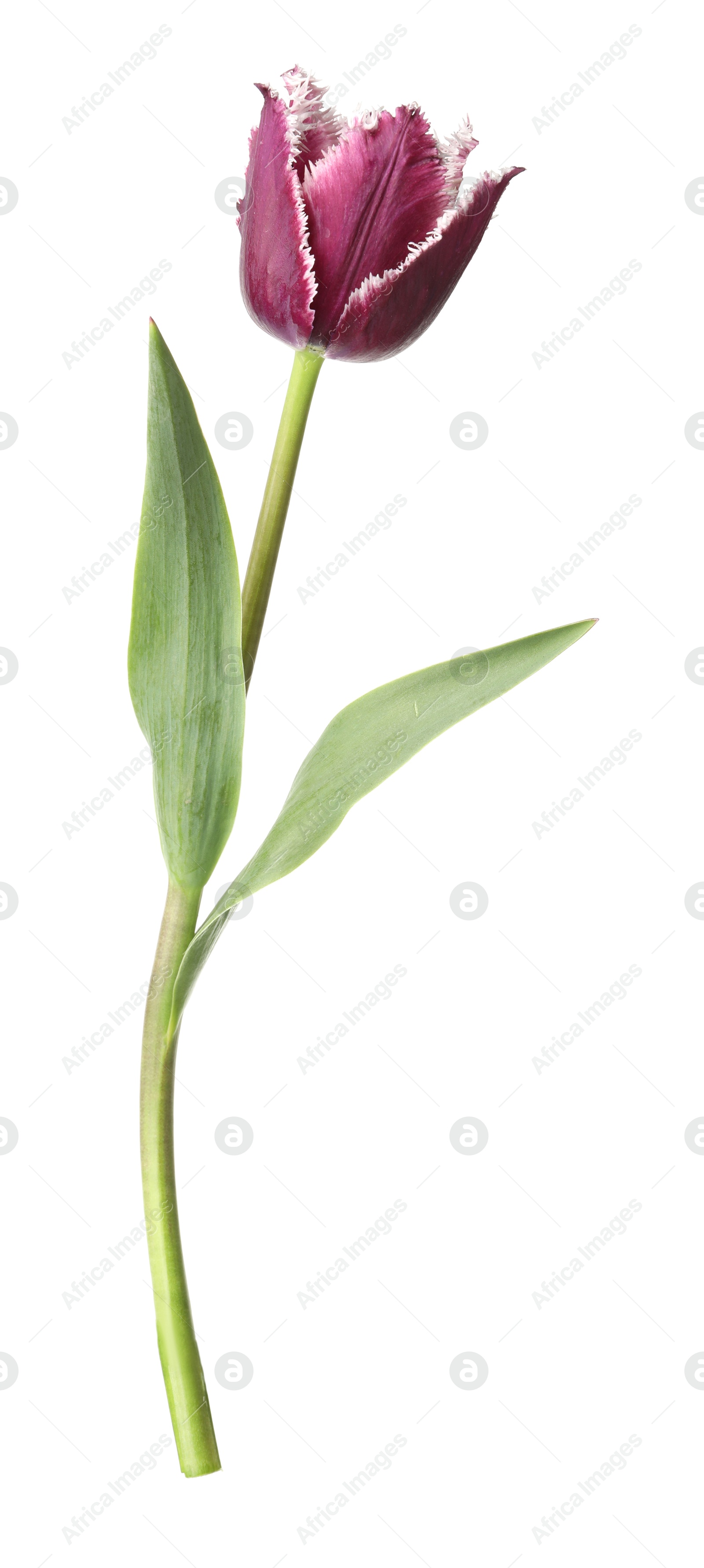 One beautiful color tulip isolated on white Photo of One beautiful color tulip isolated on white