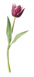 Photo of One beautiful color tulip isolated on white