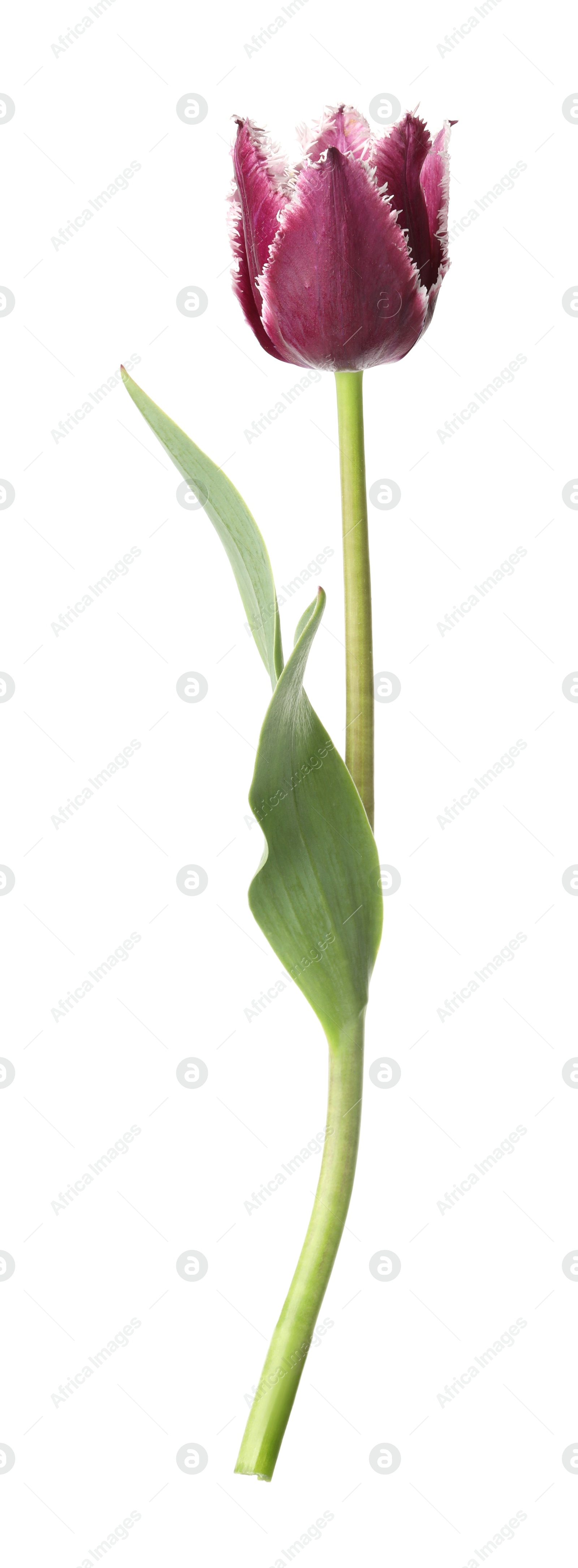 One beautiful color tulip isolated on white Photo of One beautiful color tulip isolated on white
