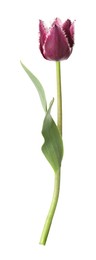 Photo of One beautiful color tulip isolated on white