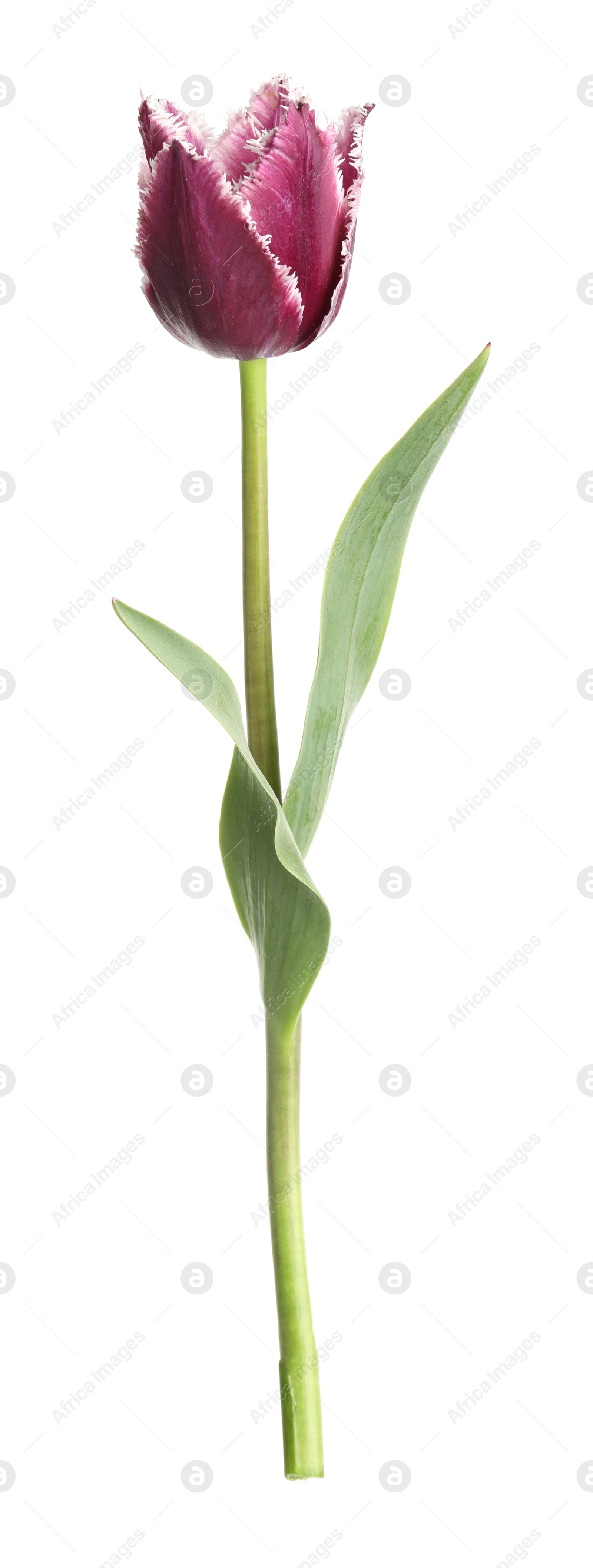 One beautiful color tulip isolated on white Photo of One beautiful color tulip isolated on white