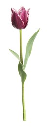 Photo of One beautiful color tulip isolated on white