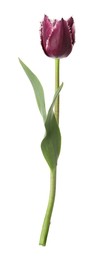 Photo of One beautiful color tulip isolated on white