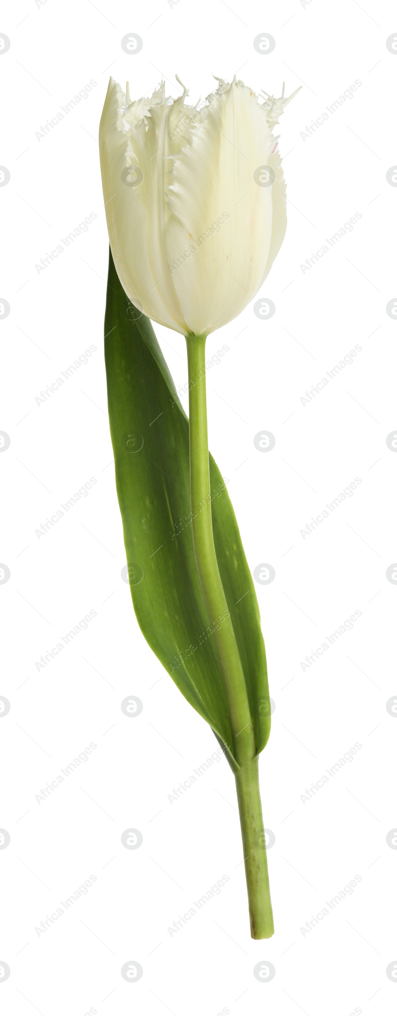 One beautiful color tulip isolated on white Photo of One beautiful color tulip isolated on white