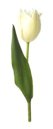 Photo of One beautiful color tulip isolated on white
